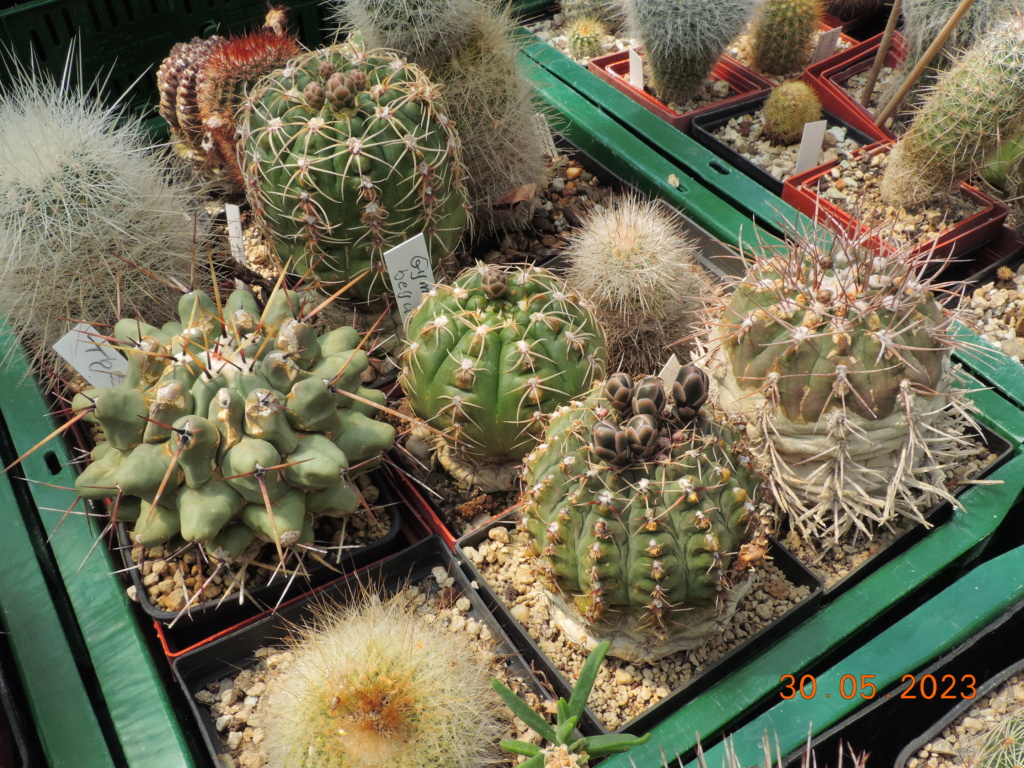 Cacti and Sukkulent in Köln, every day new flowers in the greenhouse Part 287 Bil10528