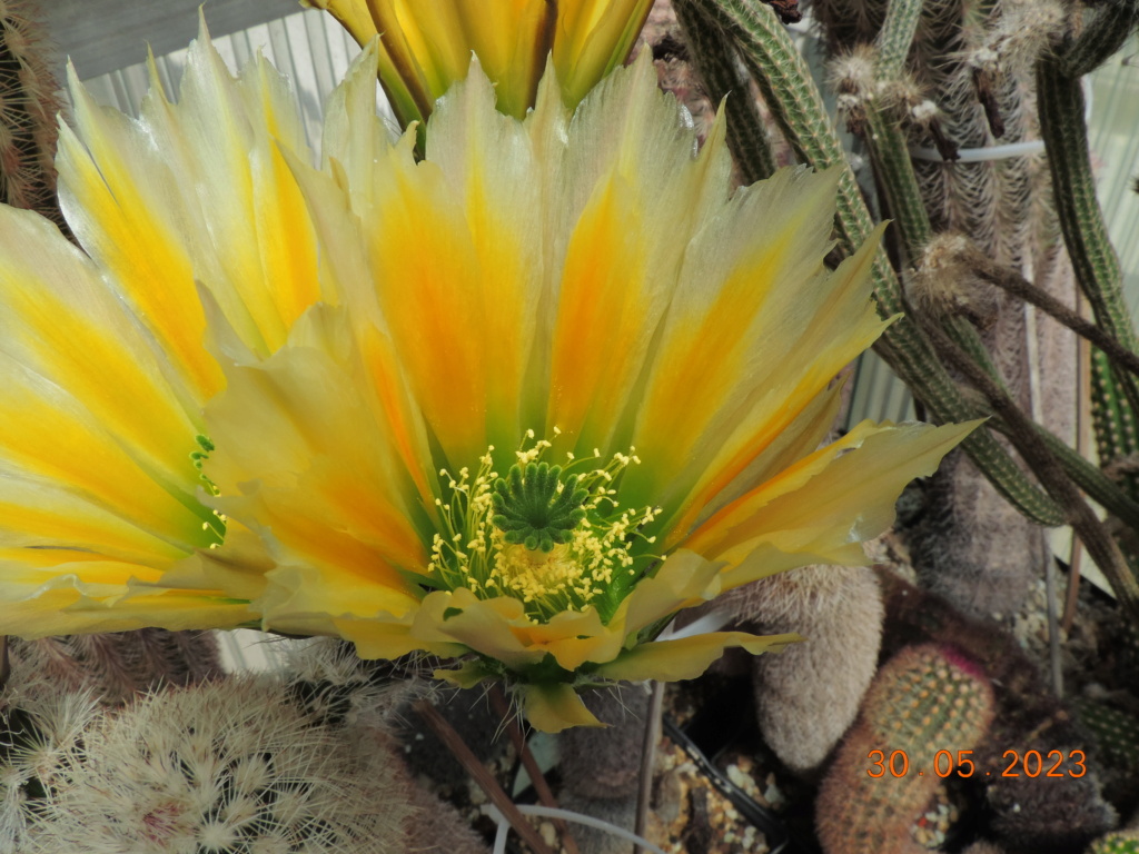 Cacti and Sukkulent in Köln, every day new flowers in the greenhouse Part 287 Bil10530