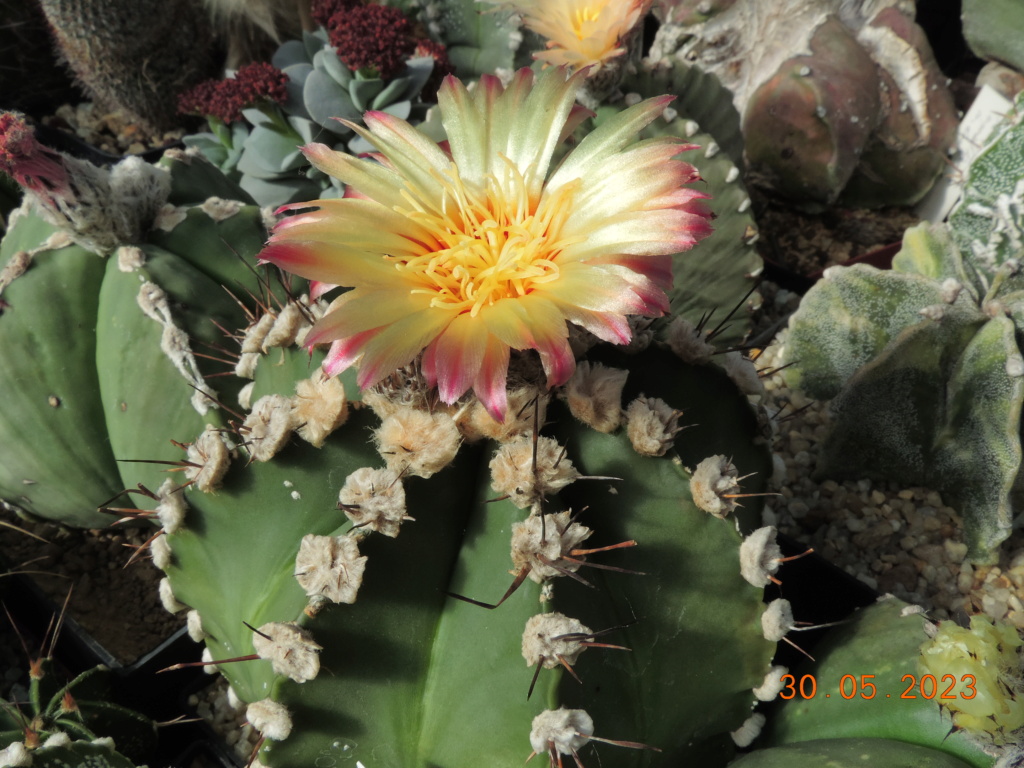 Cacti and Sukkulent in Köln, every day new flowers in the greenhouse Part 287 Bil10533