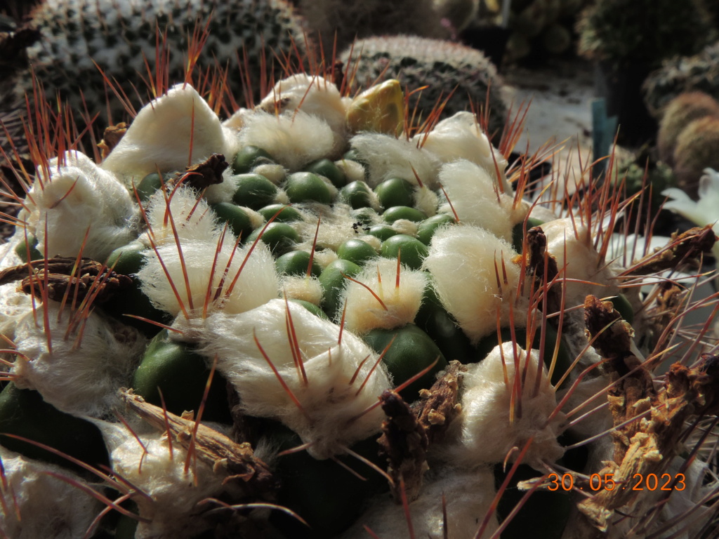 Cacti and Sukkulent in Köln, every day new flowers in the greenhouse Part 287 Bil10535