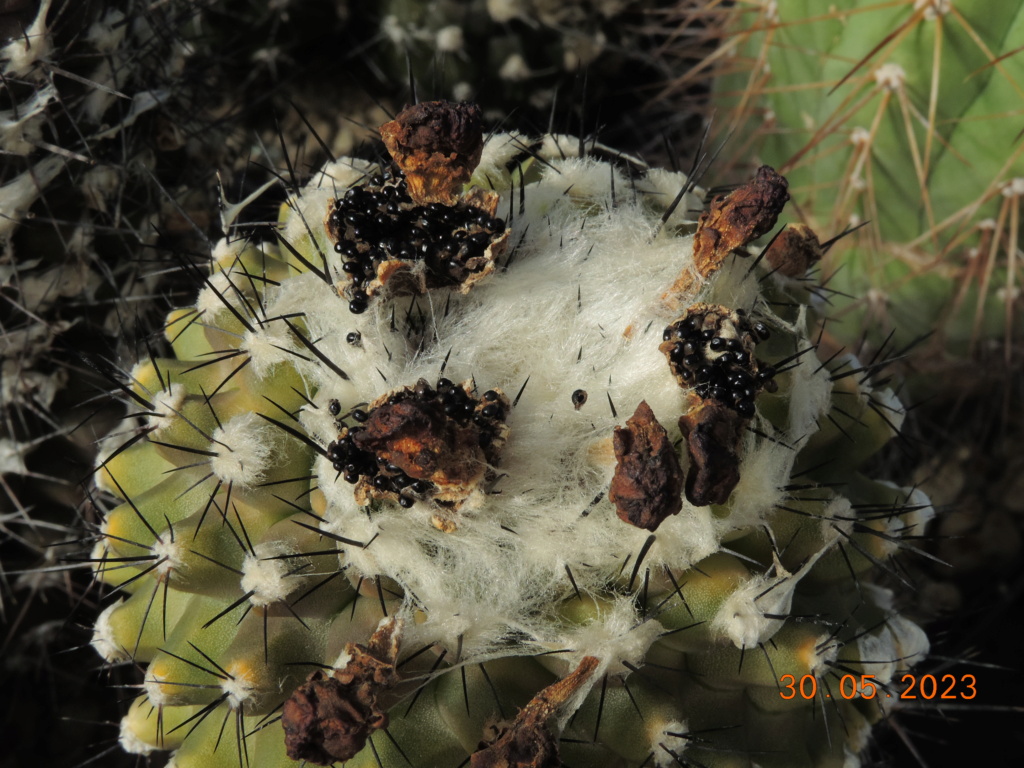 Cacti and Sukkulent in Köln, every day new flowers in the greenhouse Part 287 Bil10536