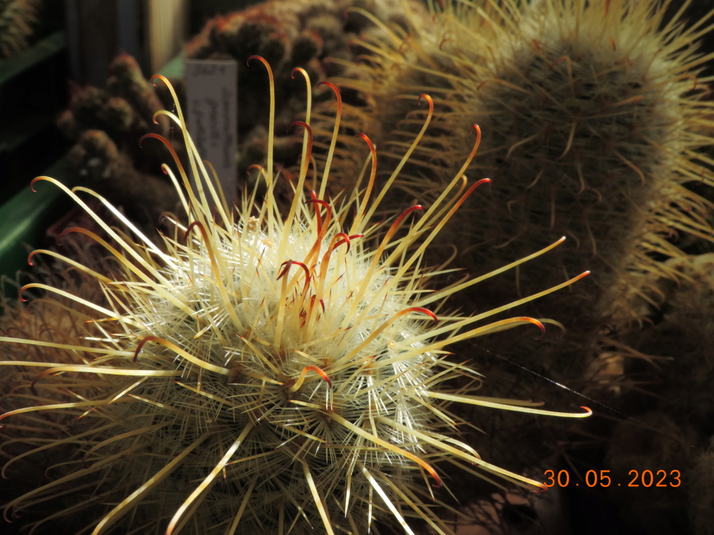 Cacti and Sukkulent in Köln, every day new flowers in the greenhouse Part 287 Bil10540