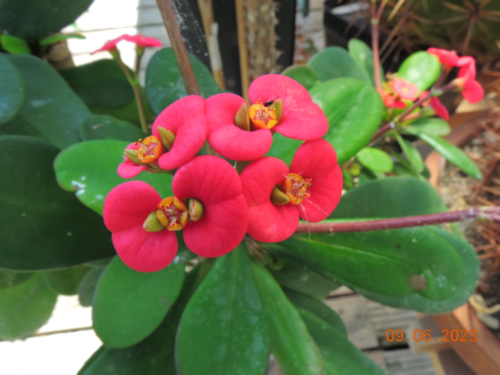 Cacti and Sukkulent in Köln, every day new flowers in the greenhouse Part 288 Bil10544