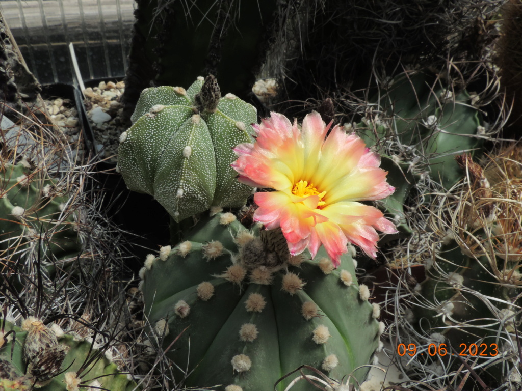 Cacti and Sukkulent in Köln, every day new flowers in the greenhouse Part 288 Bil10552