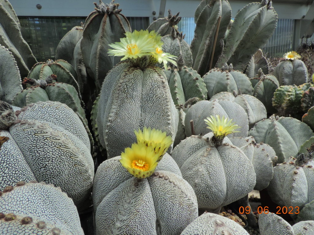 Cacti and Sukkulent in Köln, every day new flowers in the greenhouse Part 288 Bil10554