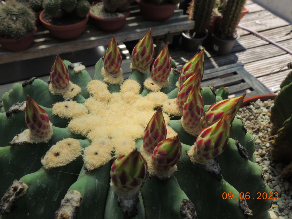 Cacti and Sukkulent in Köln, every day new flowers in the greenhouse Part 288 Bil10561
