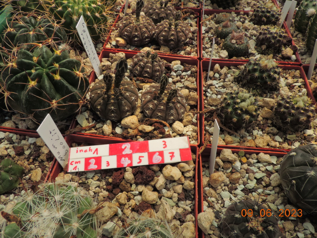 Cacti and Sukkulent in Köln, every day new flowers in the greenhouse Part 288 Bil10566