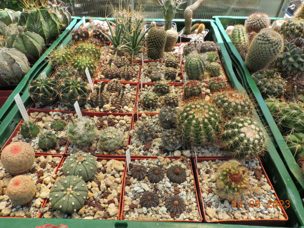 Cacti and Sukkulent in Köln, every day new flowers in the greenhouse Part 288 Bil10567