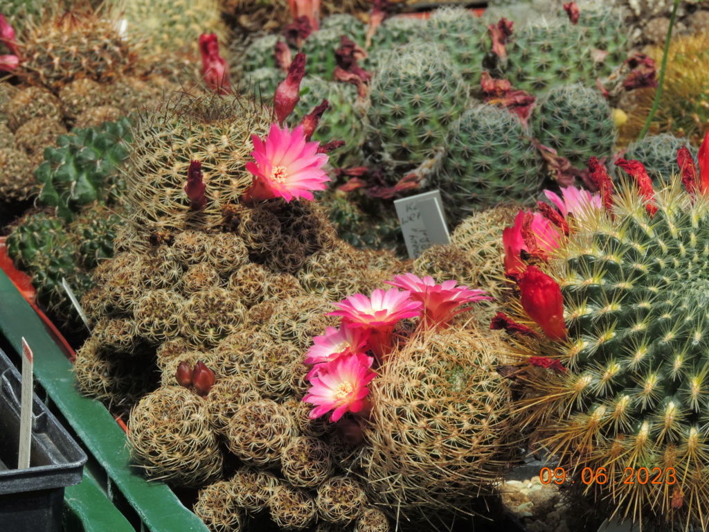 Cacti and Sukkulent in Köln, every day new flowers in the greenhouse Part 288 Bil10578