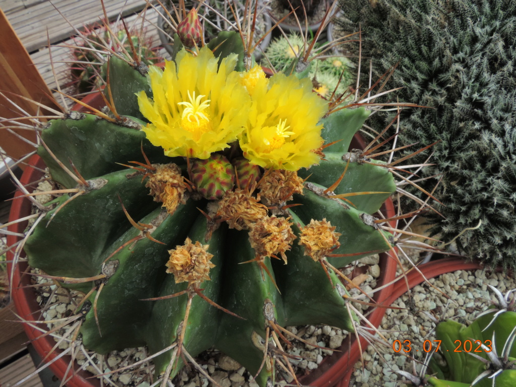 Cacti and Sukkulent in Köln, every day new flowers in the greenhouse Part 289 Bil10587