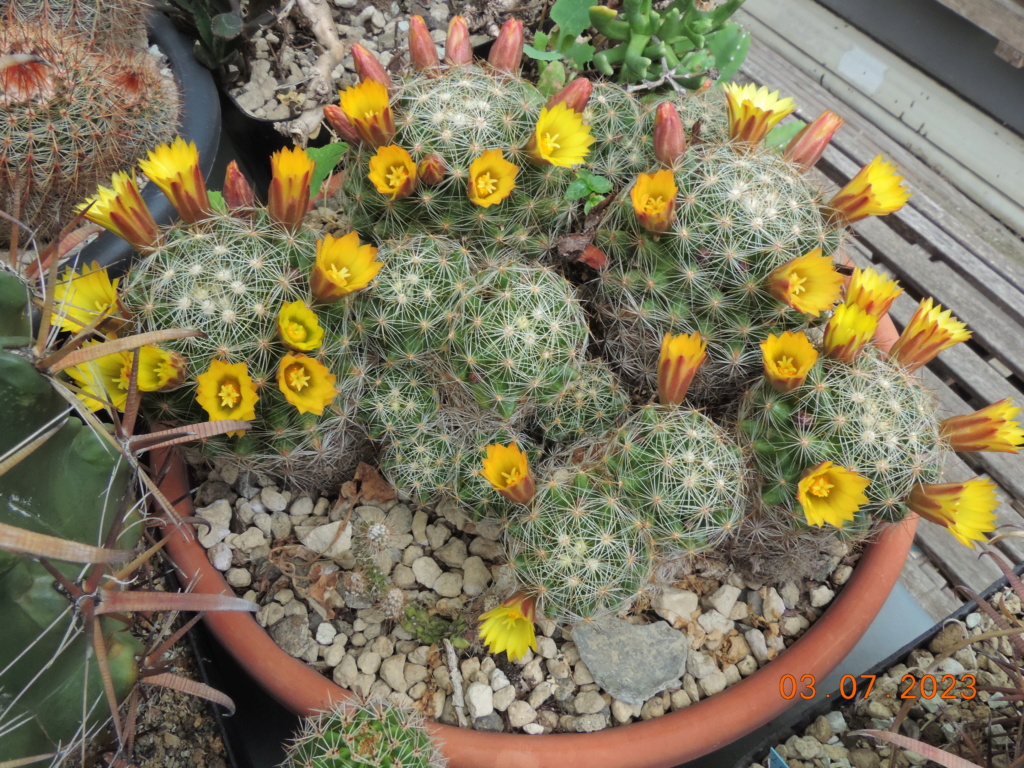 Cacti and Sukkulent in Köln, every day new flowers in the greenhouse Part 289 Bil10588