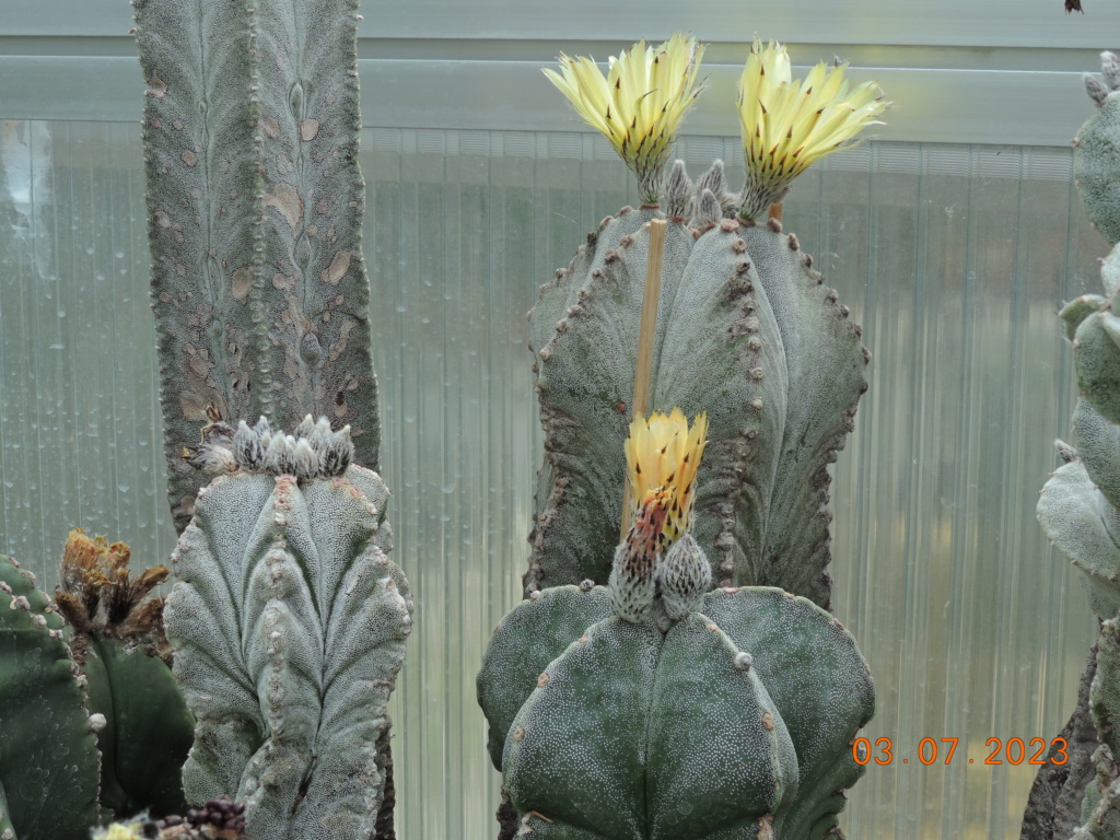 Cacti and Sukkulent in Köln, every day new flowers in the greenhouse Part 289 Bil10592