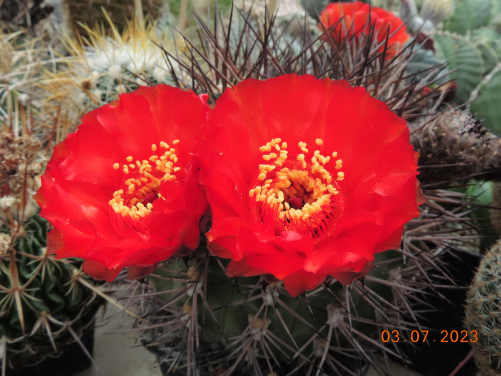 Cacti and Sukkulent in Köln, every day new flowers in the greenhouse Part 289 Bil10593