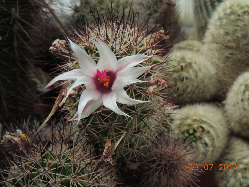 Cacti and Sukkulent in Köln, every day new flowers in the greenhouse Part 289 Bil10595