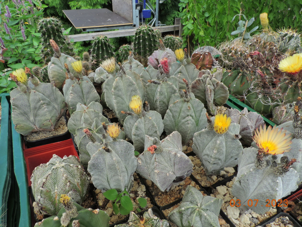 Cacti and Sukkulent in Köln, every day new flowers in the greenhouse Part 289 Bil10598