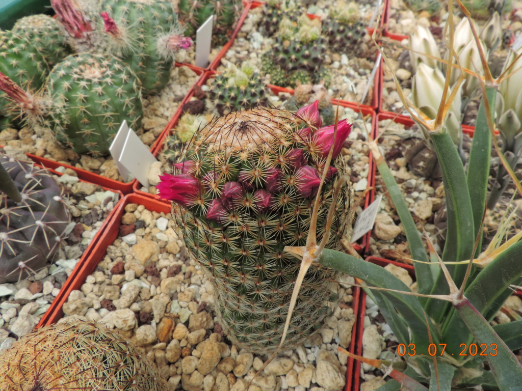 Cacti and Sukkulent in Köln, every day new flowers in the greenhouse Part 289 Bil10599