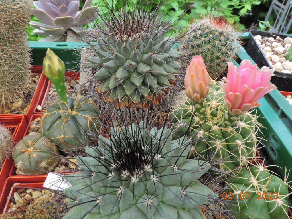 Cacti and Sukkulent in Köln, every day new flowers in the greenhouse Part 289 Bil10601