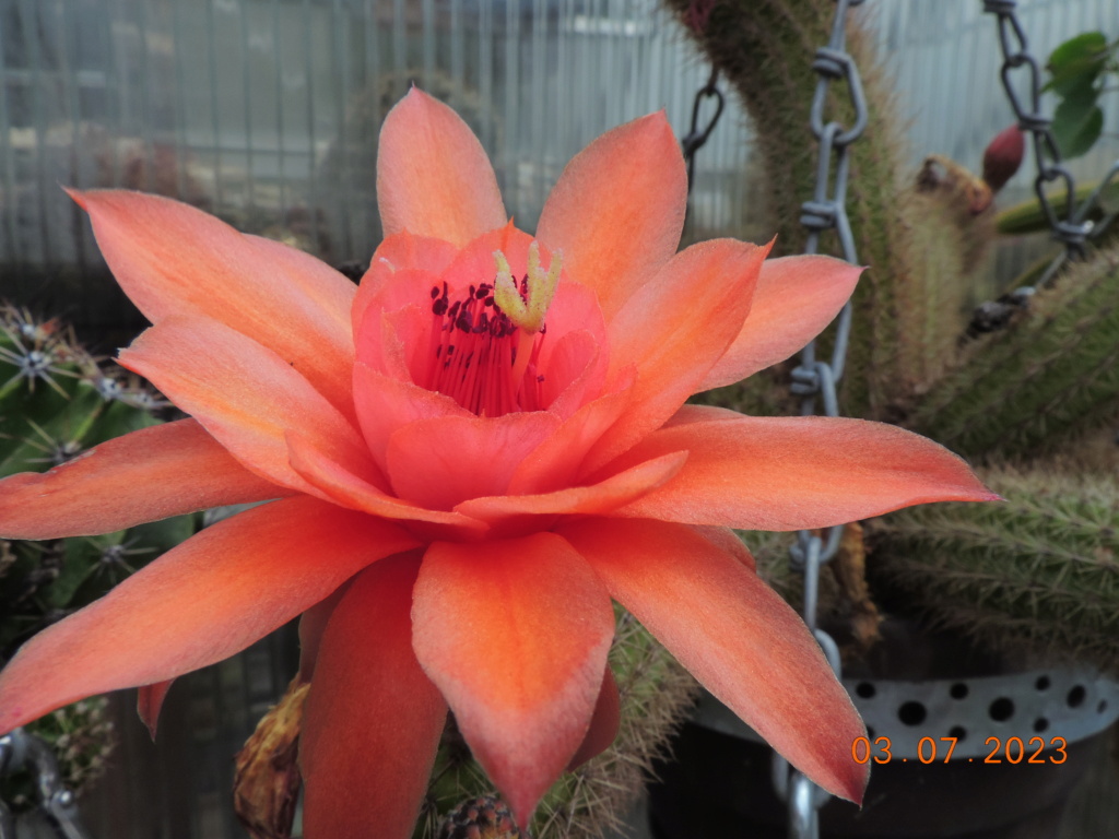 Cacti and Sukkulent in Köln, every day new flowers in the greenhouse Part 289 Bil10602