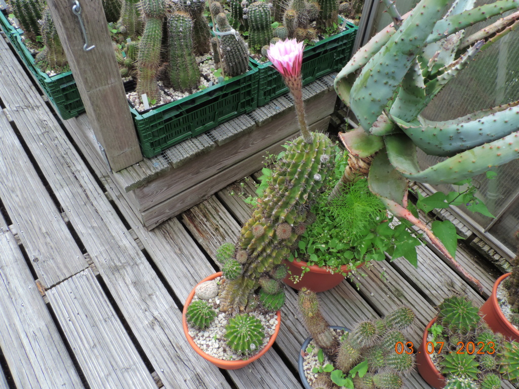 Cacti and Sukkulent in Köln, every day new flowers in the greenhouse Part 289 Bil10603