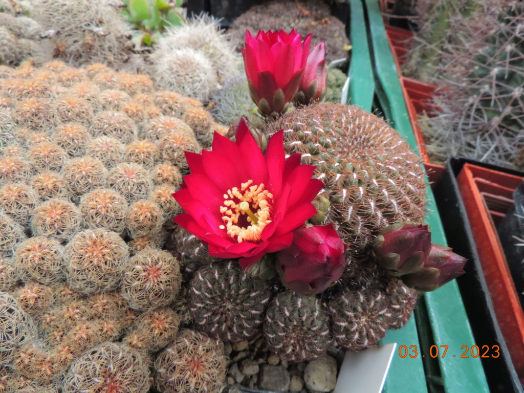 Cacti and Sukkulent in Köln, every day new flowers in the greenhouse Part 289 Bil10614