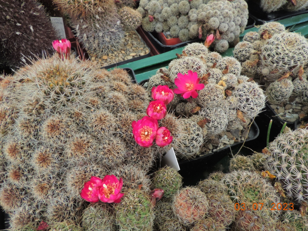 Cacti and Sukkulent in Köln, every day new flowers in the greenhouse Part 289 Bil10620