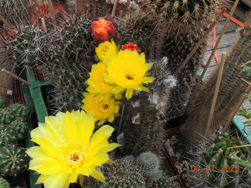 Cacti and Sukkulent in Köln, every day new flowers in the greenhouse Part 289 Bil10621
