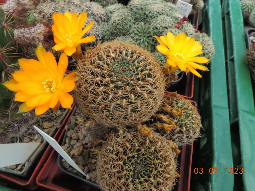Cacti and Sukkulent in Köln, every day new flowers in the greenhouse Part 289 Bil10624