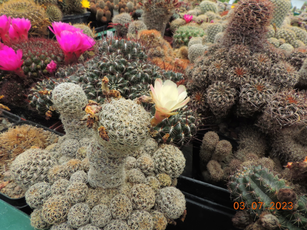 Cacti and Sukkulent in Köln, every day new flowers in the greenhouse Part 289 Bil10628