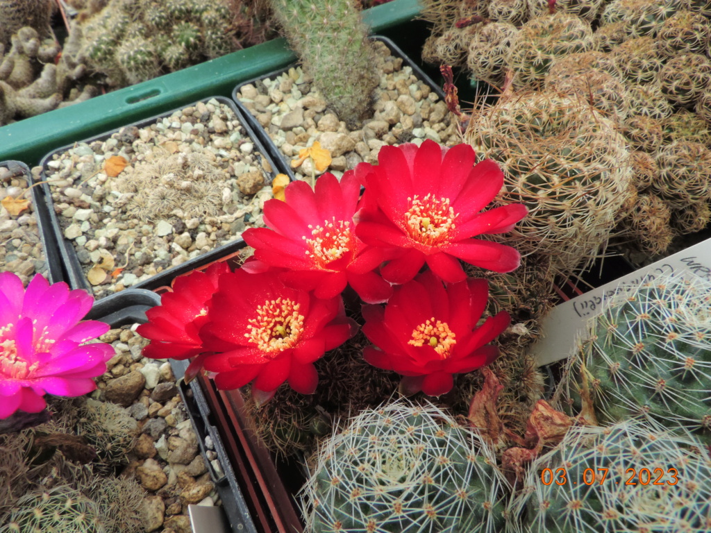 Cacti and Sukkulent in Köln, every day new flowers in the greenhouse Part 289 Bil10631