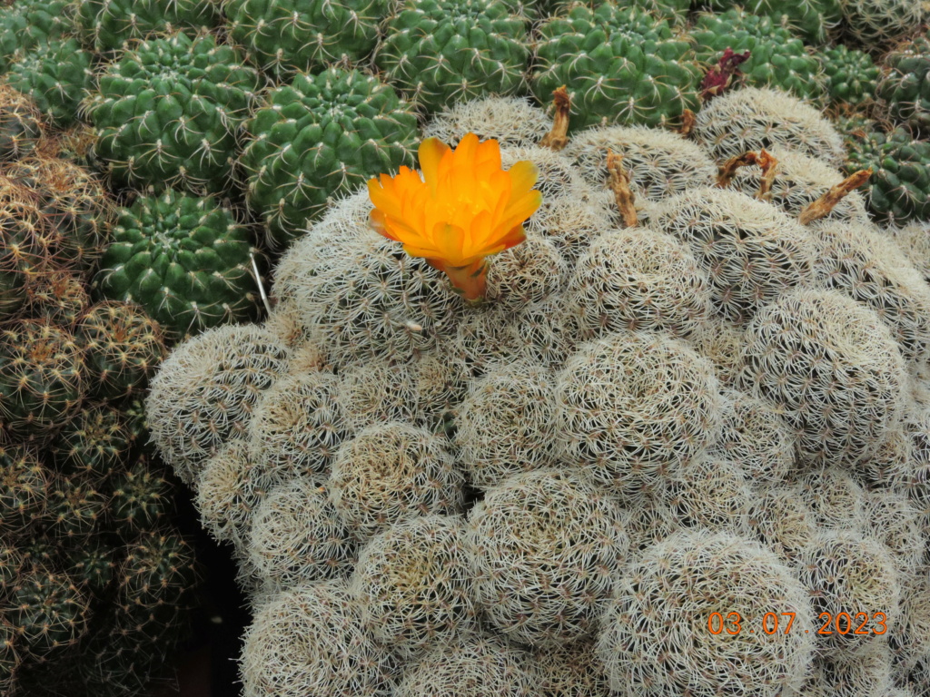 Cacti and Sukkulent in Köln, every day new flowers in the greenhouse Part 289 Bil10637