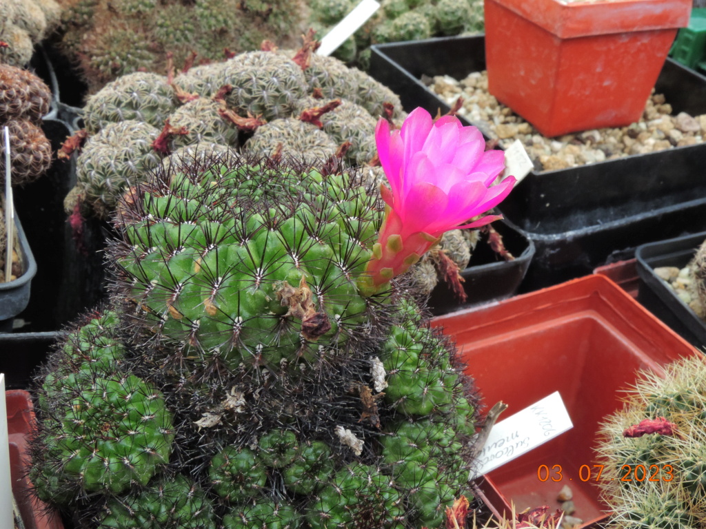 Cacti and Sukkulent in Köln, every day new flowers in the greenhouse Part 289 Bil10638