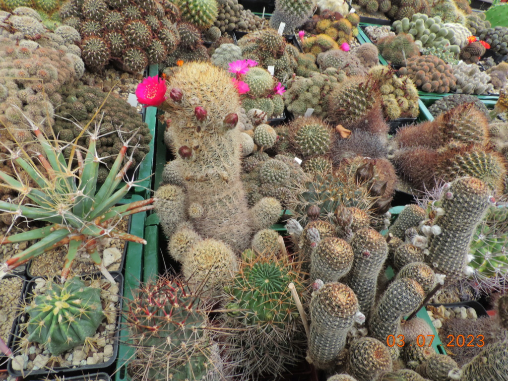 Cacti and Sukkulent in Köln, every day new flowers in the greenhouse Part 289 Bil10640
