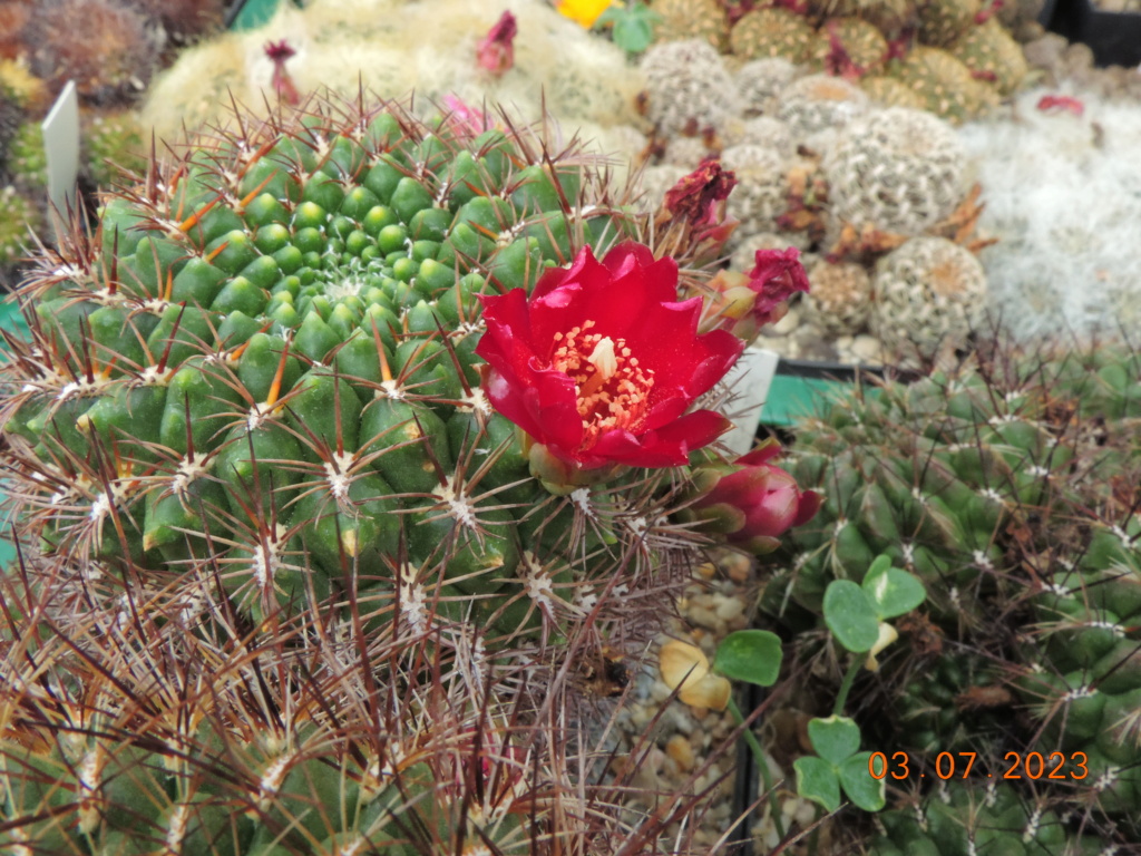Cacti and Sukkulent in Köln, every day new flowers in the greenhouse Part 289 Bil10646