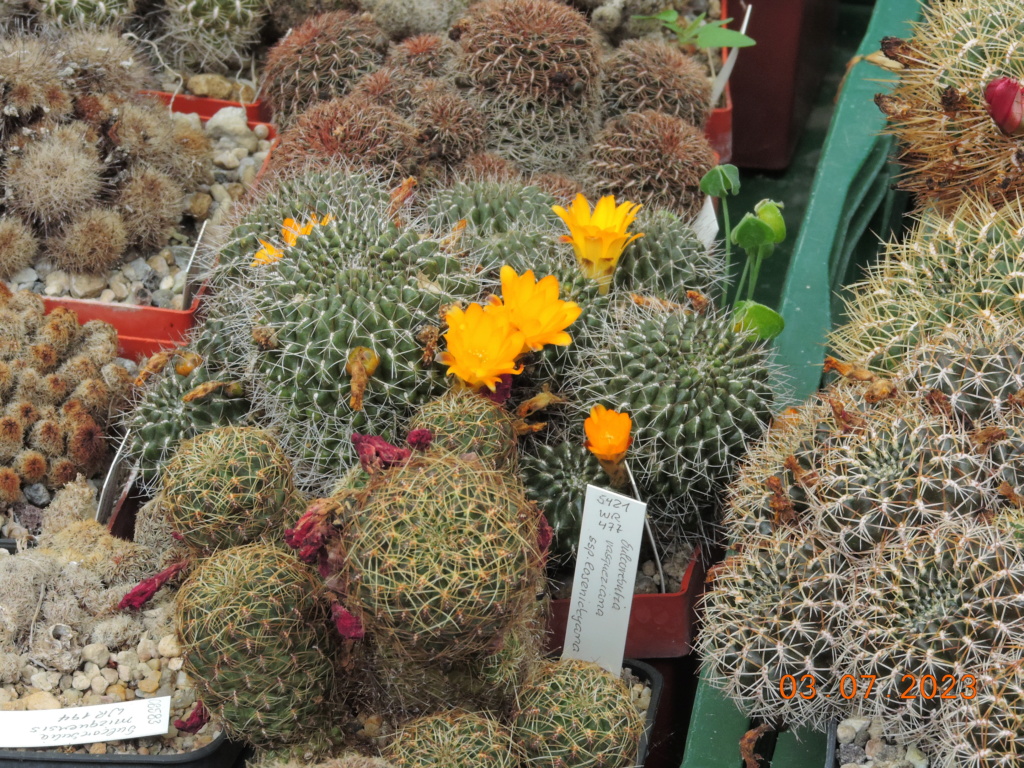 Cacti and Sukkulent in Köln, every day new flowers in the greenhouse Part 289 Bil10651