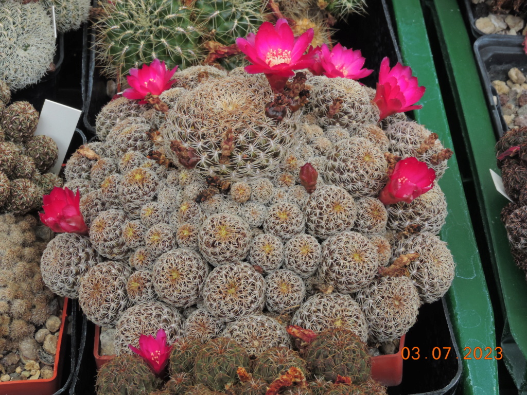 Cacti and Sukkulent in Köln, every day new flowers in the greenhouse Part 289 Bil10656