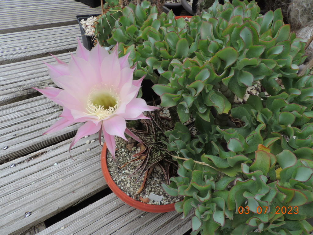 Cacti and Sukkulent in Köln, every day new flowers in the greenhouse Part 289 Bil10658