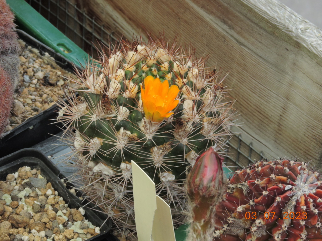 Cacti and Sukkulent in Köln, every day new flowers in the greenhouse Part 289 Bil10660