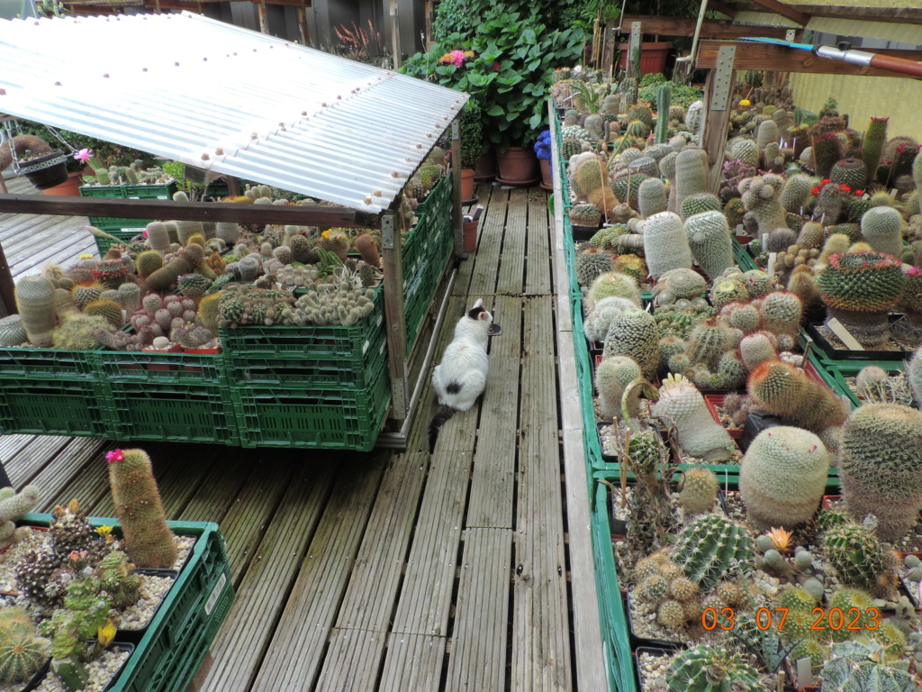 Cacti and Sukkulent in Köln, every day new flowers in the greenhouse Part 289 Bil10662