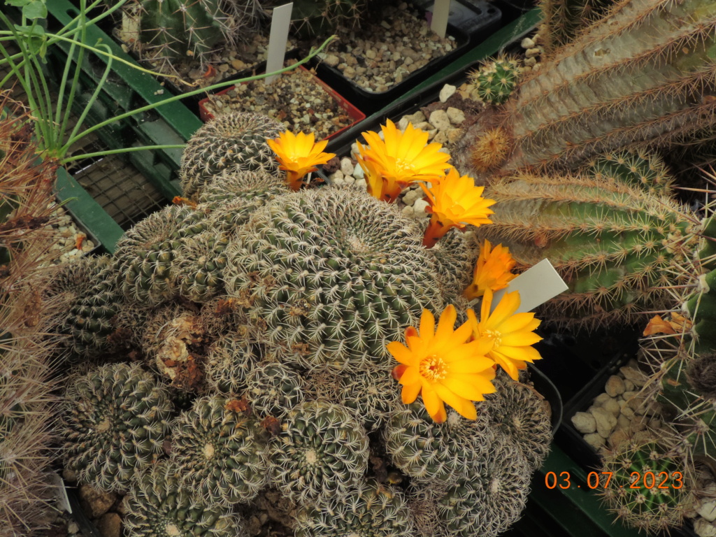 Cacti and Sukkulent in Köln, every day new flowers in the greenhouse Part 289 Bil10665