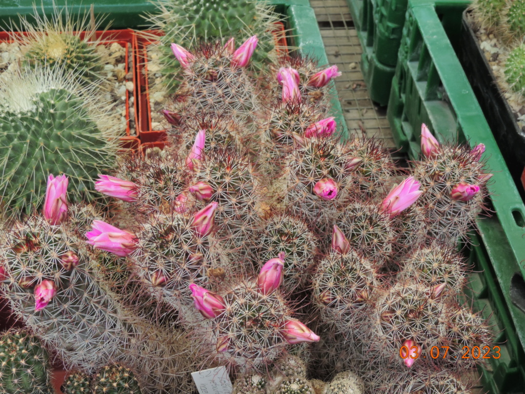 Cacti and Sukkulent in Köln, every day new flowers in the greenhouse Part 289 Bil10676