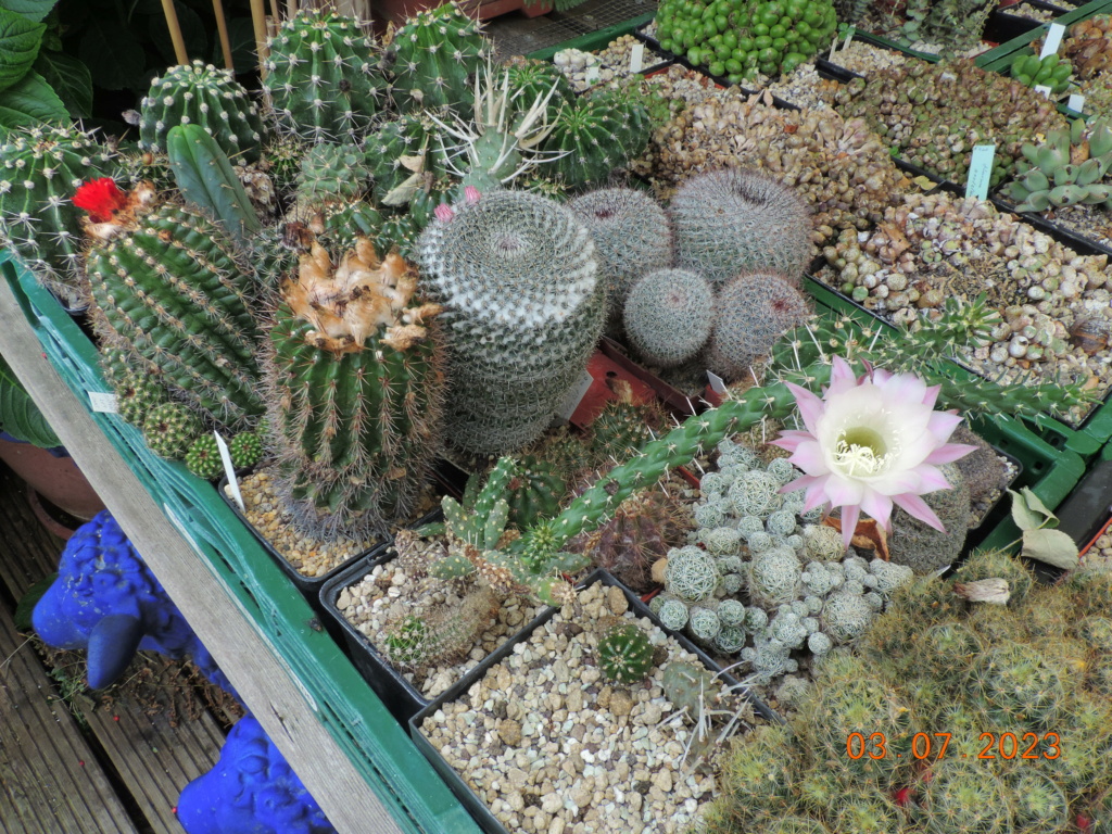 Cacti and Sukkulent in Köln, every day new flowers in the greenhouse Part 289 Bil10680