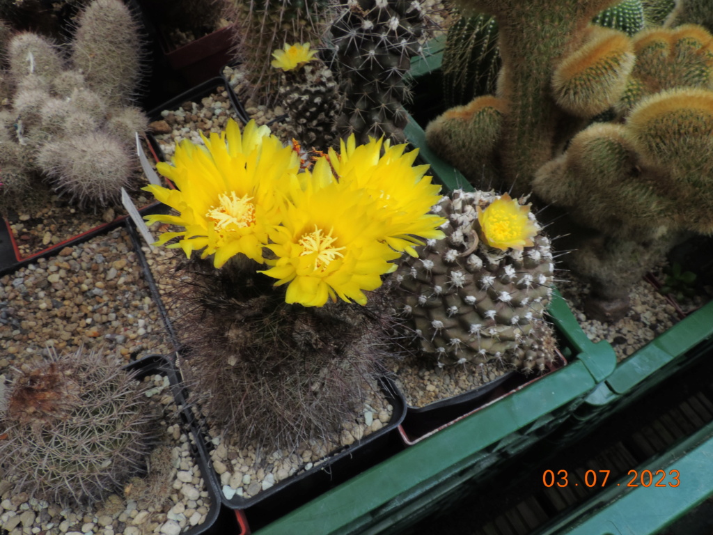 Cacti and Sukkulent in Köln, every day new flowers in the greenhouse Part 289 Bil10681