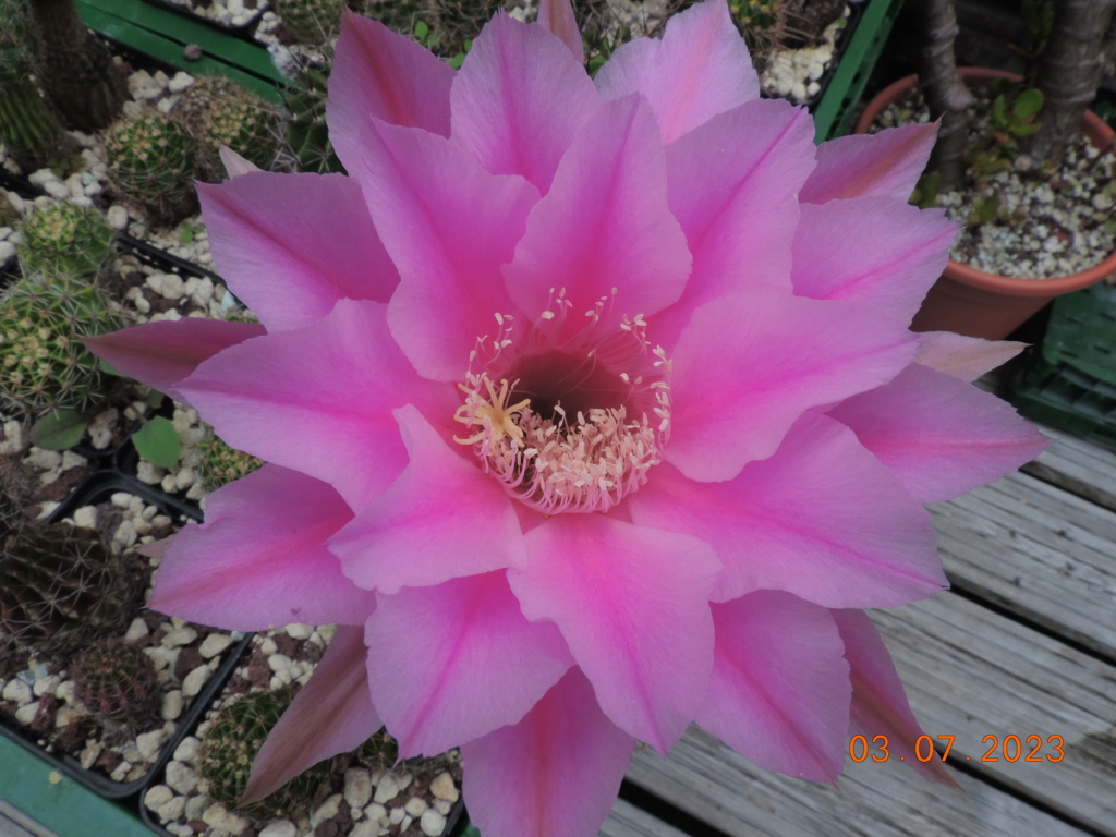 Cacti and Sukkulent in Köln, every day new flowers in the greenhouse Part 289 Bil10682