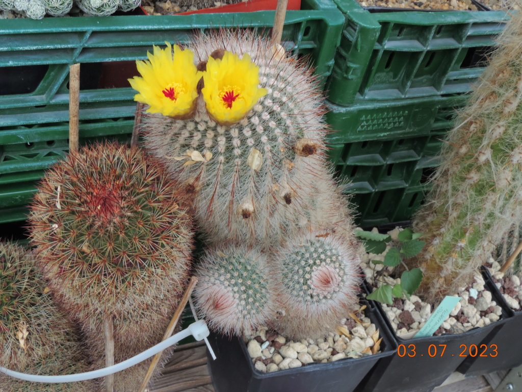 Cacti and Sukkulent in Köln, every day new flowers in the greenhouse Part 289 Bil10684