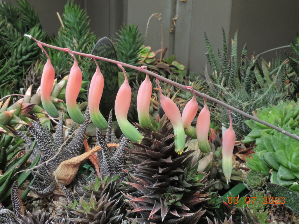 Cacti and Sukkulent in Köln, every day new flowers in the greenhouse Part 289 Bil10695