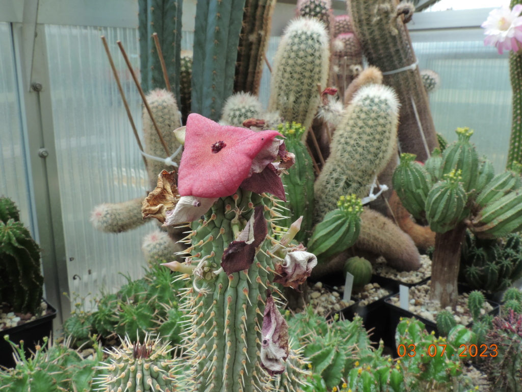 Cacti and Sukkulent in Köln, every day new flowers in the greenhouse Part 289 Bil10697