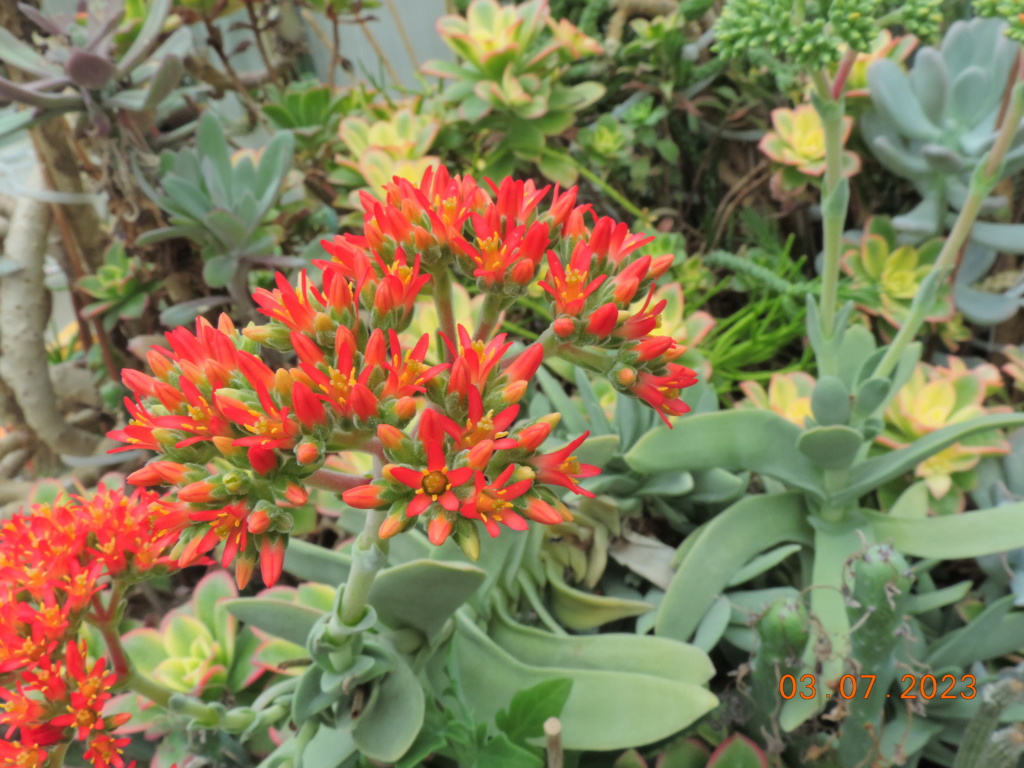 Cacti and Sukkulent in Köln, every day new flowers in the greenhouse Part 289 Bil10702