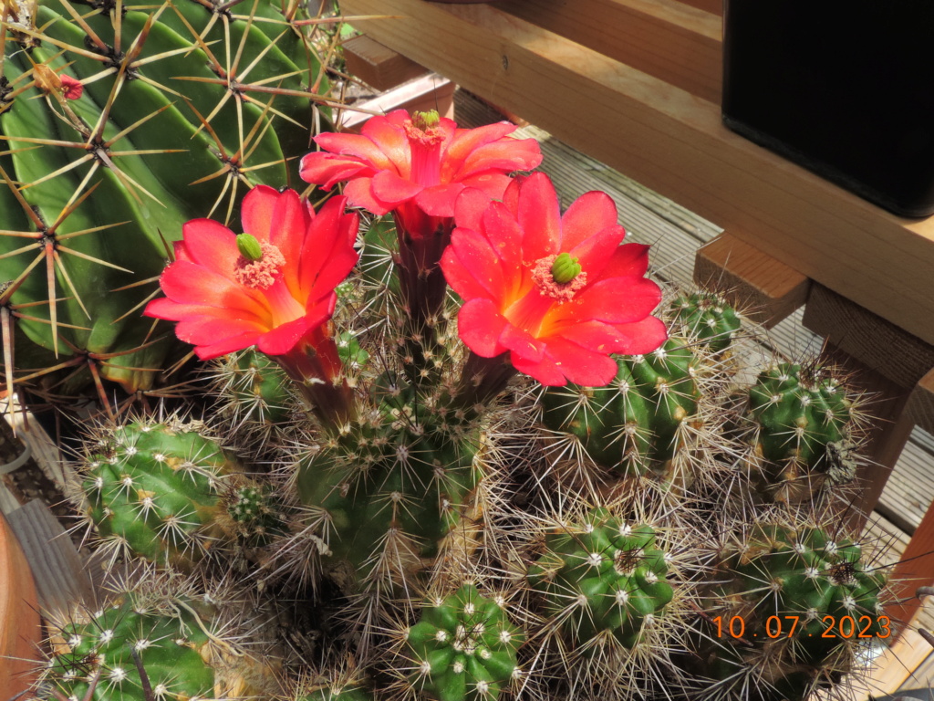 Cacti and Sukkulent in Köln, every day new flowers in the greenhouse Part 290 Bil10714