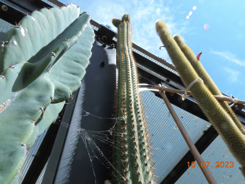 Cacti and Sukkulent in Köln, every day new flowers in the greenhouse Part 290 Bil10716