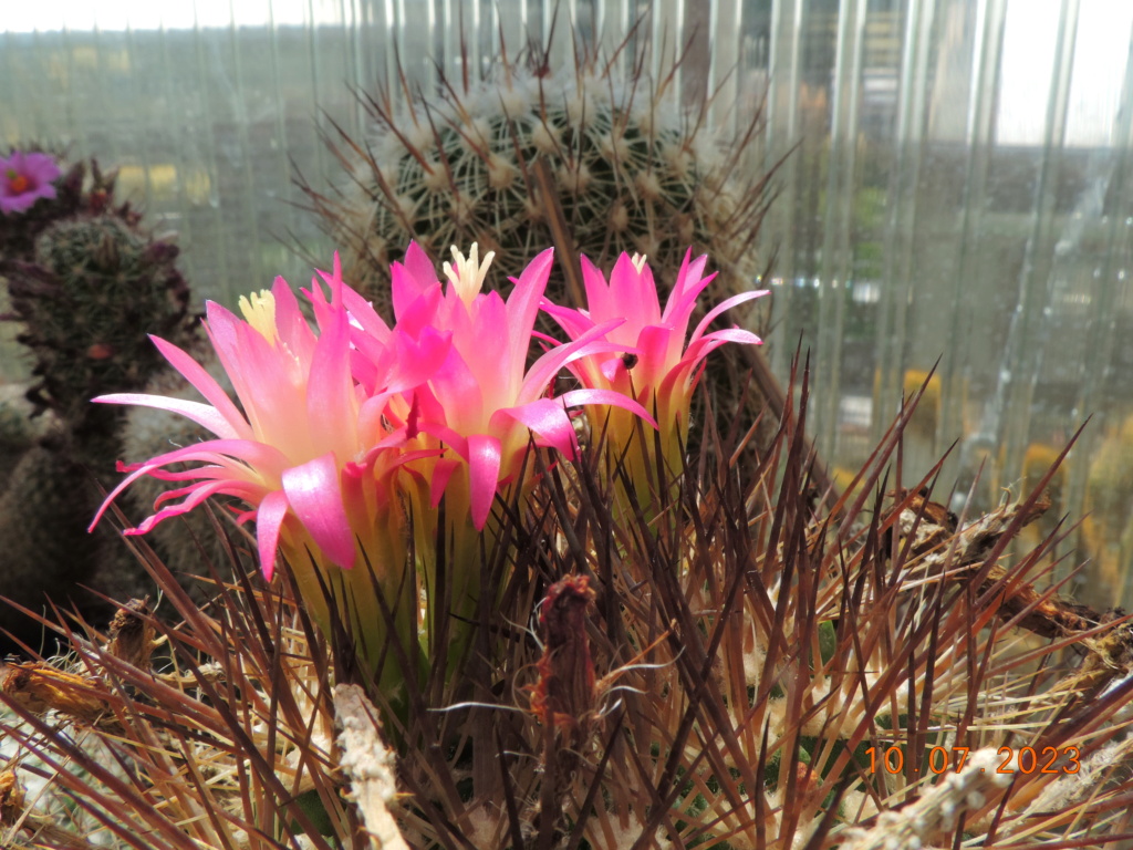 Cacti and Sukkulent in Köln, every day new flowers in the greenhouse Part 290 Bil10728